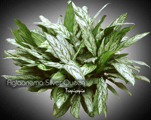 Aglaonema - Aglaonema 'Silver Queen' - Chinese Evergreen